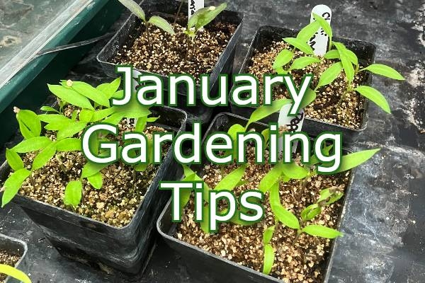 January pepper seedlings